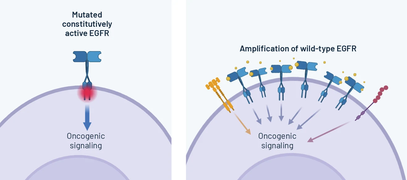 Mutated EGFR as a solo driver vs amplified EGFR with co-activated drivers in lung cancer