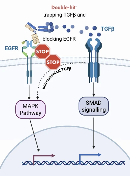Double-hit mechanism: trapping TGFβ and blocking EGFR, both converging on MAPK signaling