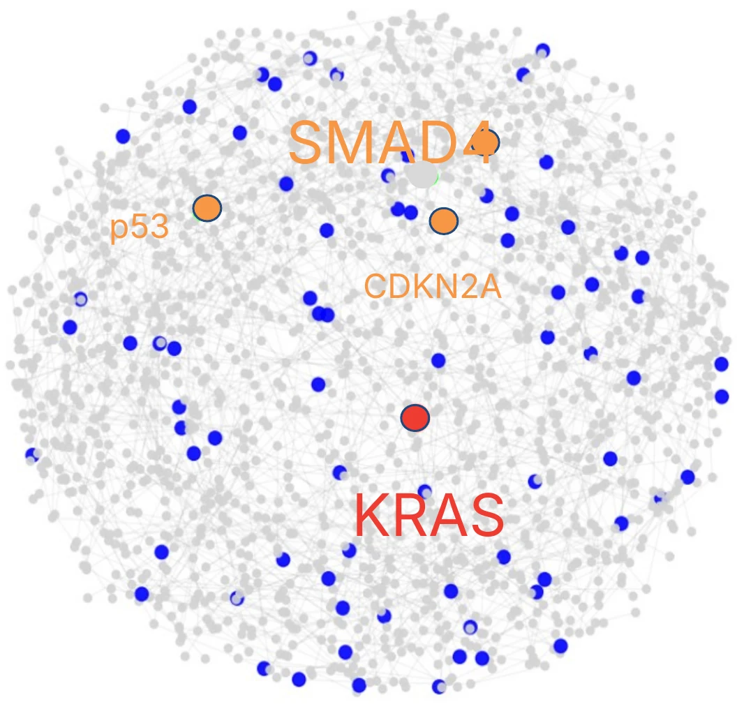 Network of genes around KRAS, SMAD4, CDKN2A and p53 in pancreatic tumors